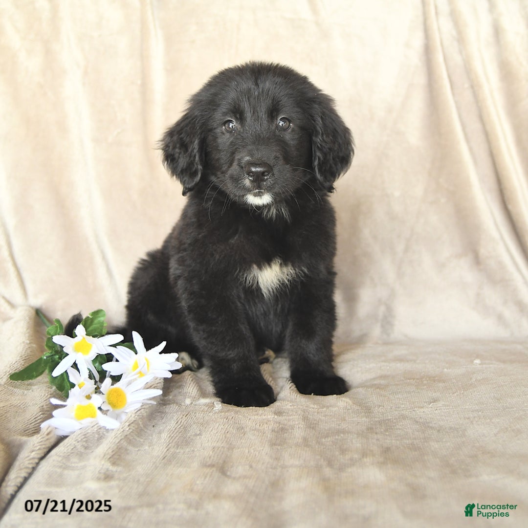 Bernese Mountain Dog dogs for sale: Bernese Mountain Dog 8 puppies - Image 4