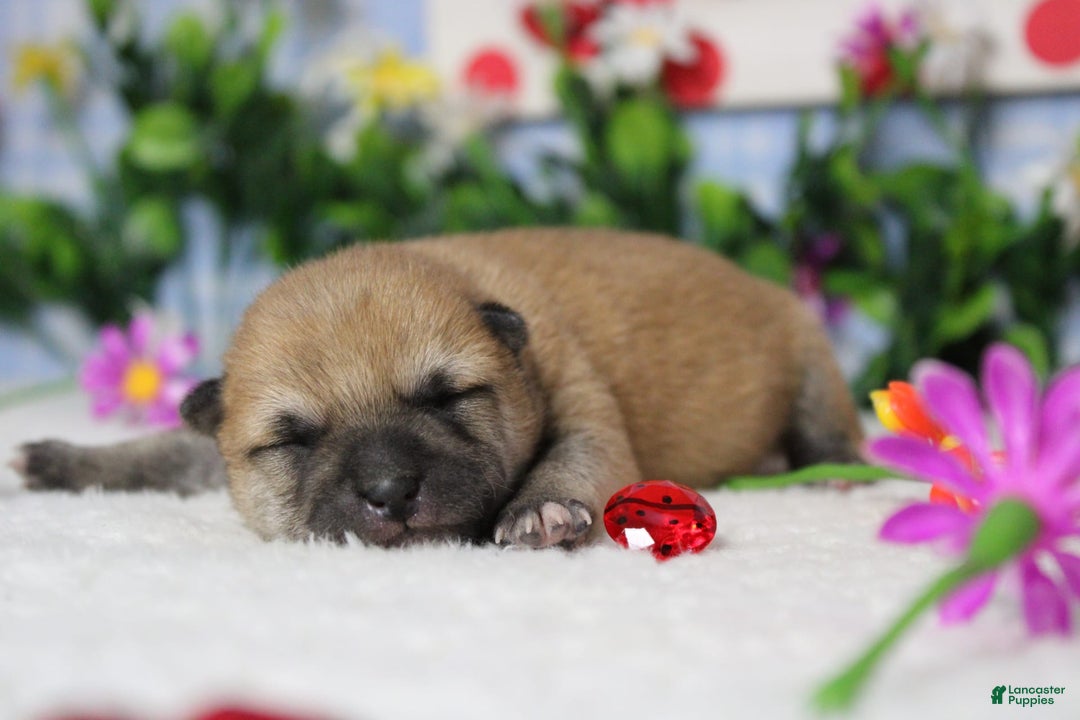 Shiba Inu dogs for sale: Larry - Image 49