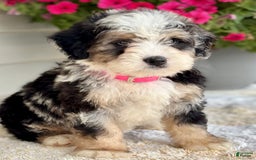 Mini Bernedoodle dogs for sale: Callie - Image 2