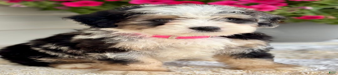 Callie