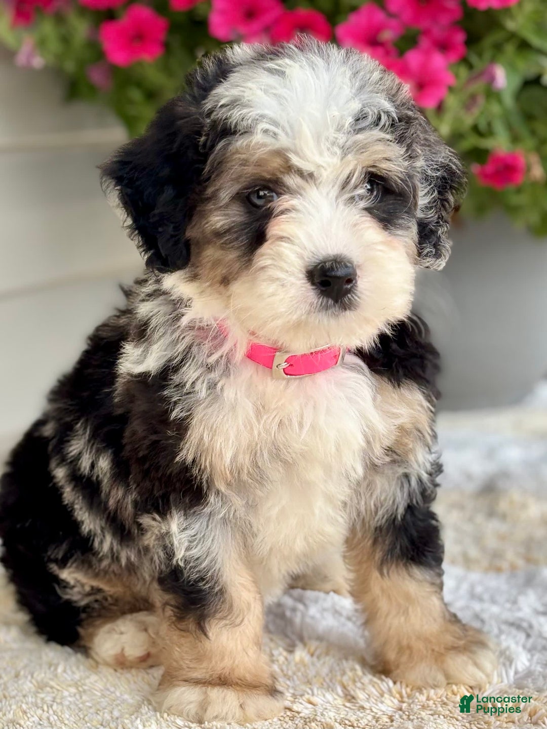 Mini Bernedoodle dogs for sale: Callie - Image 2