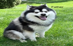 Pomsky dogs for sale: Loki - Image 9
