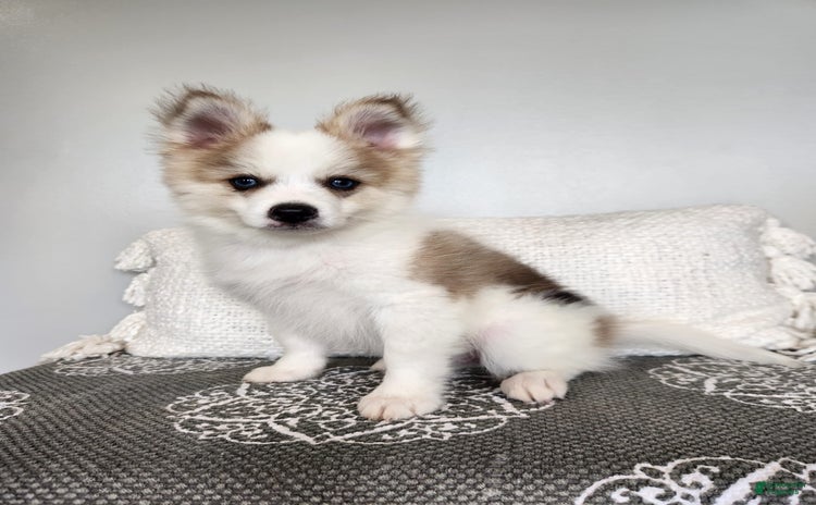 Pomsky dogs for sale - Ad 2