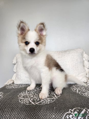 Pomsky dogs for sale - Ad 2