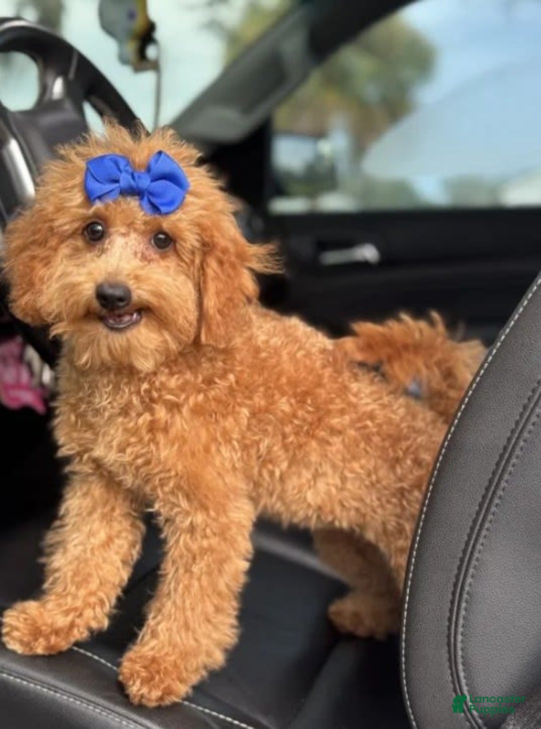 Mini Goldendoodle dogs for sale: Ami - Image 10