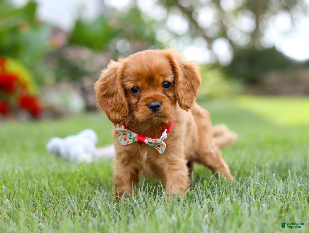 Cavalier King Charles Spaniel dogs for sale: Sadie - Image 8