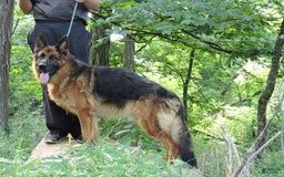 German Shepherd dogs for sale: Tala - Image 7