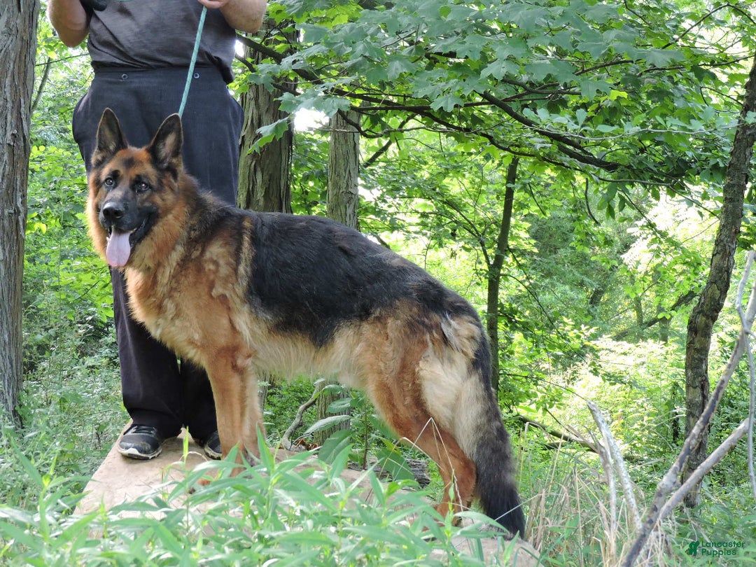German Shepherd dogs for sale: Tala - Image 7