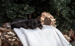 Miniature Dachshund dogs for sale: Black And Tan Girl - Image 12