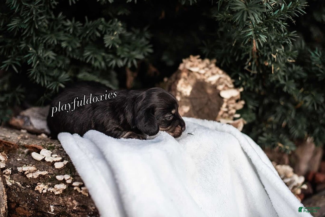 Miniature Dachshund dogs for sale: Black And Tan Girl - Image 12