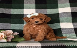 Mini Goldendoodle dogs for sale: Kamryn Hypoallergenic - Image 1