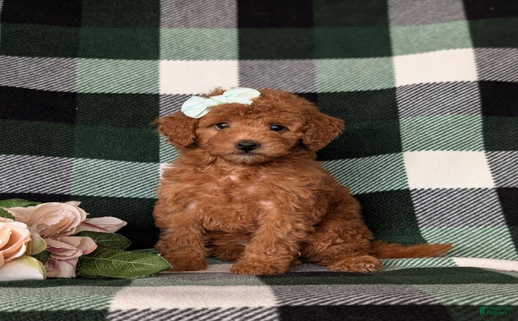 Mini Goldendoodle dogs for sale - Ad 5