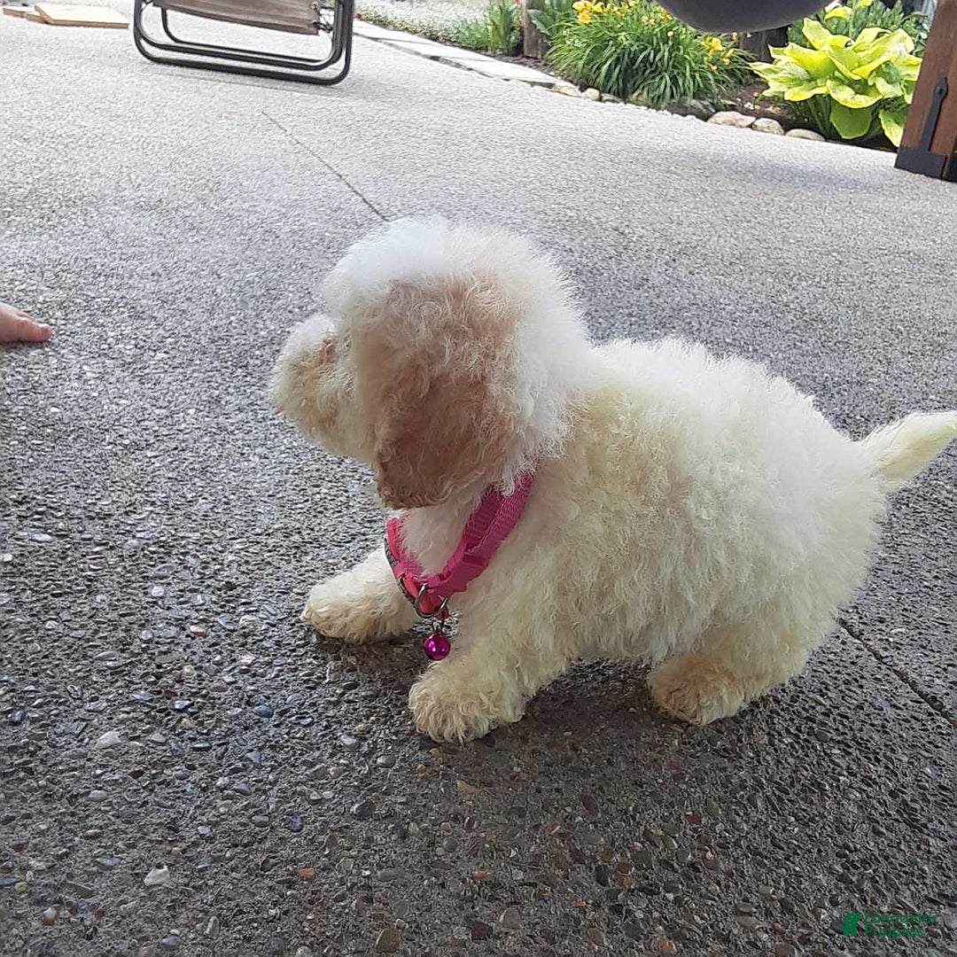 Bichpoo dogs for sale: Bella - Image 2