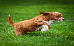 Cavapoo dogs for sale: Poppy - Image 11