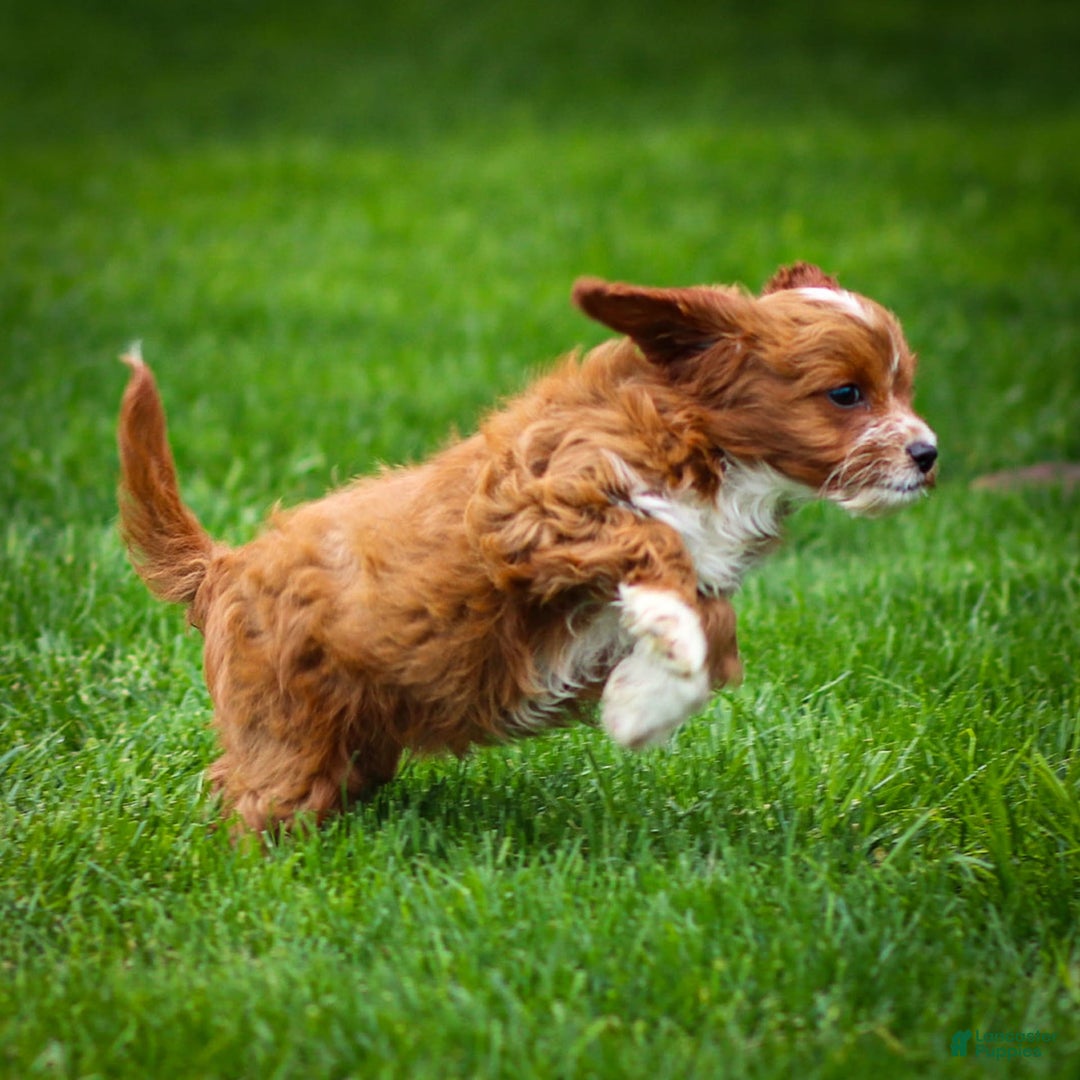 Cavapoo dogs for sale: Poppy - Image 11