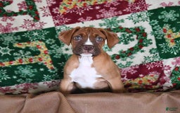 Boxer dogs for sale: Tank Rare Color - Image 7
