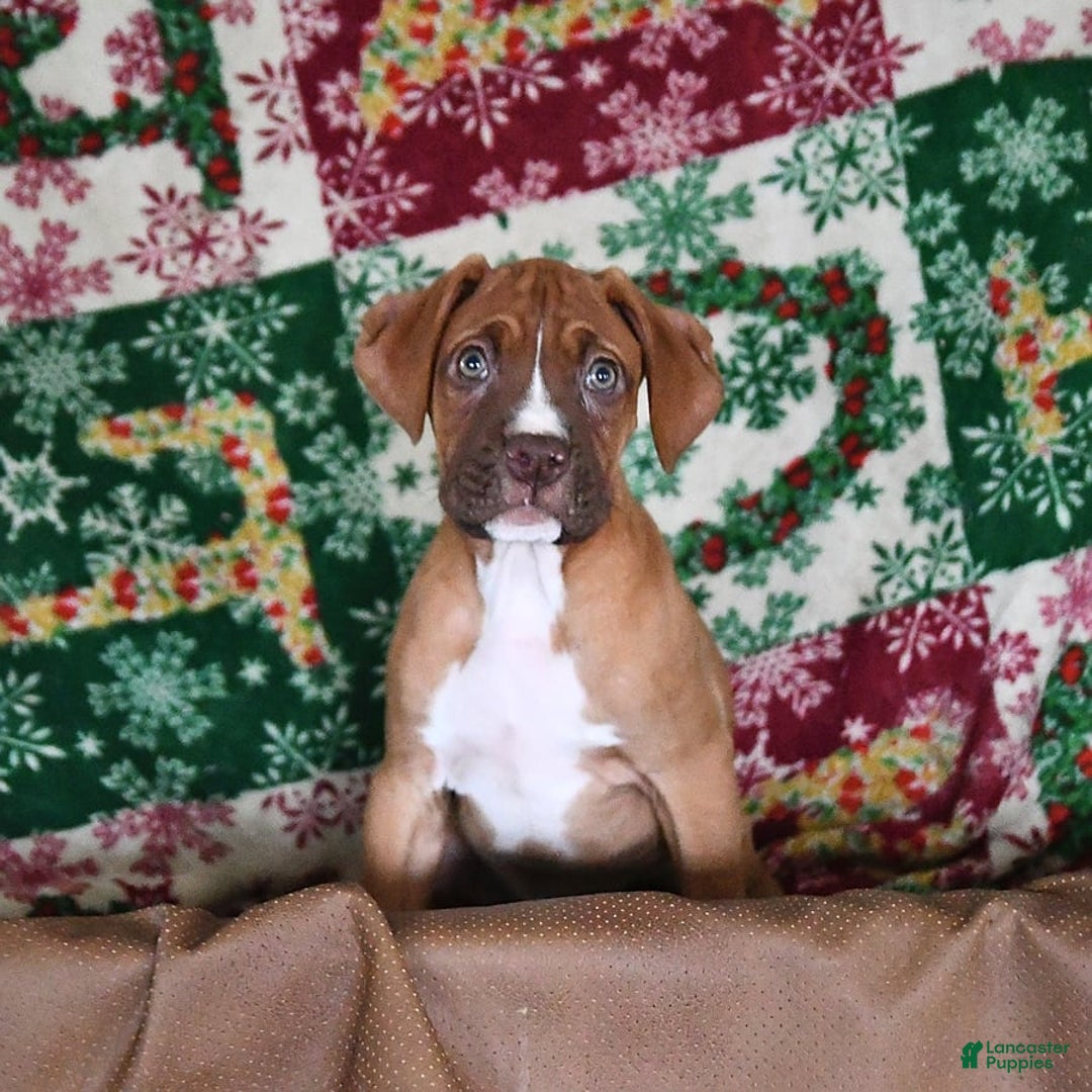 Boxer dogs for sale: Tank Rare Color - Image 7