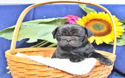 Pug dogs for sale: Jacoby - Image 2