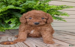 Mini Goldendoodle dogs for sale: Mini -lilly - Image 18