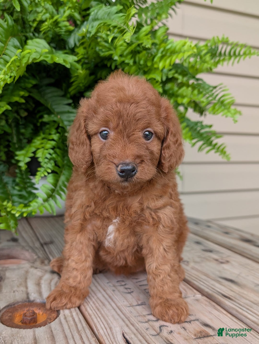 Mini Goldendoodle dogs for sale: Mini -lilly - Image 18