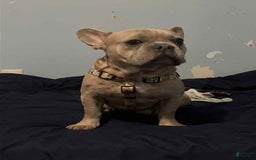 French Bulldog dogs for sale: Sosa - Image 7
