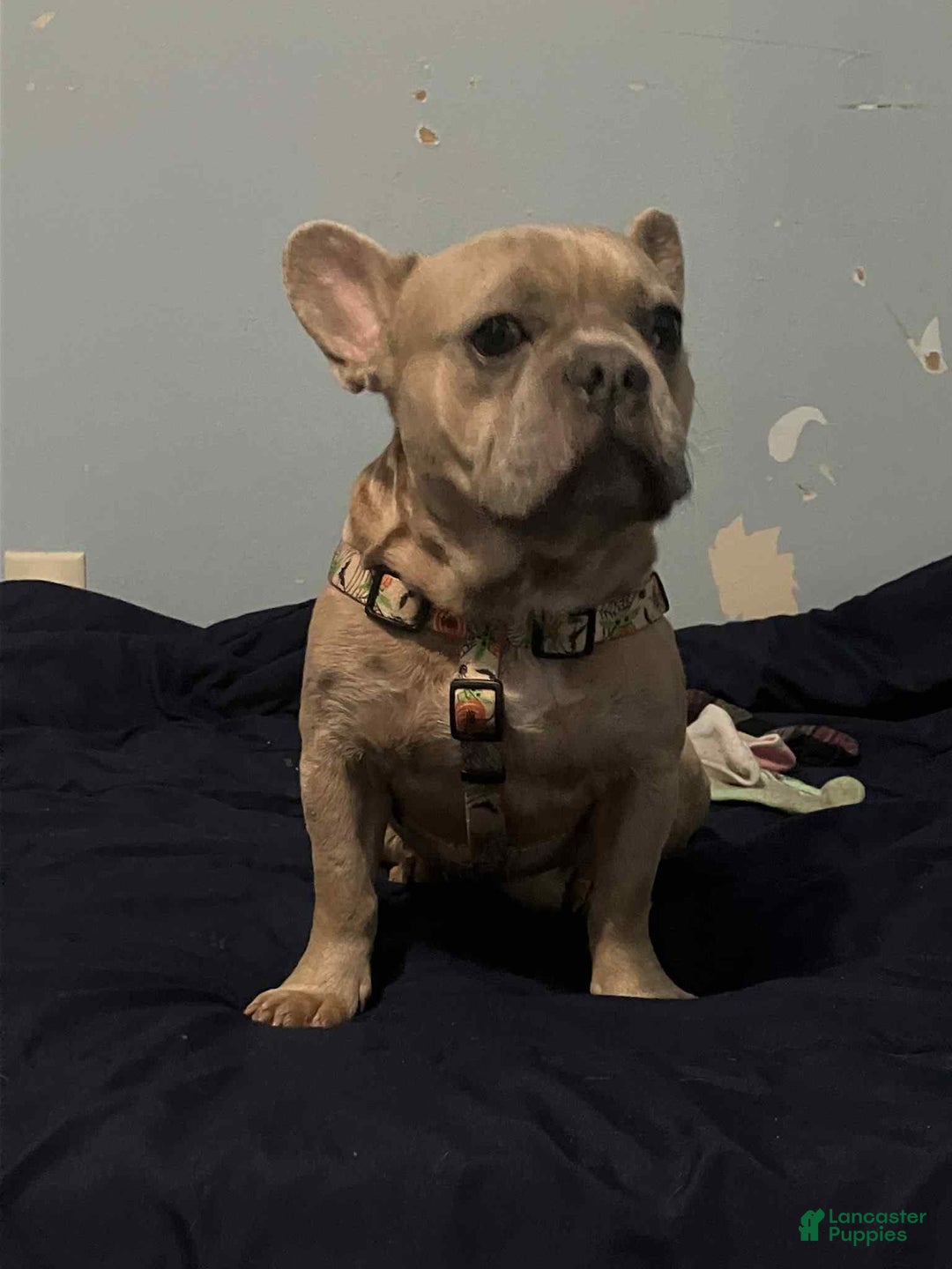 French Bulldog dogs for sale: Sosa - Image 7