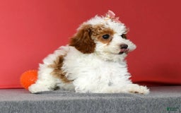 Miniature Poodle dogs for sale: Aubrey - Image 1