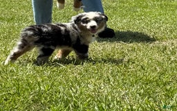 Miniature Australian Shepherd dogs for sale: F-green - Image 8