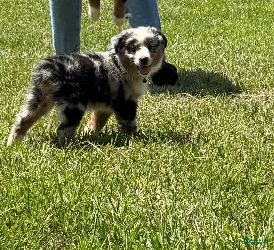 Miniature Australian Shepherd dogs for sale: F-green - Image 8