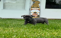 French Bulldog dogs for sale: Forest - Image 7