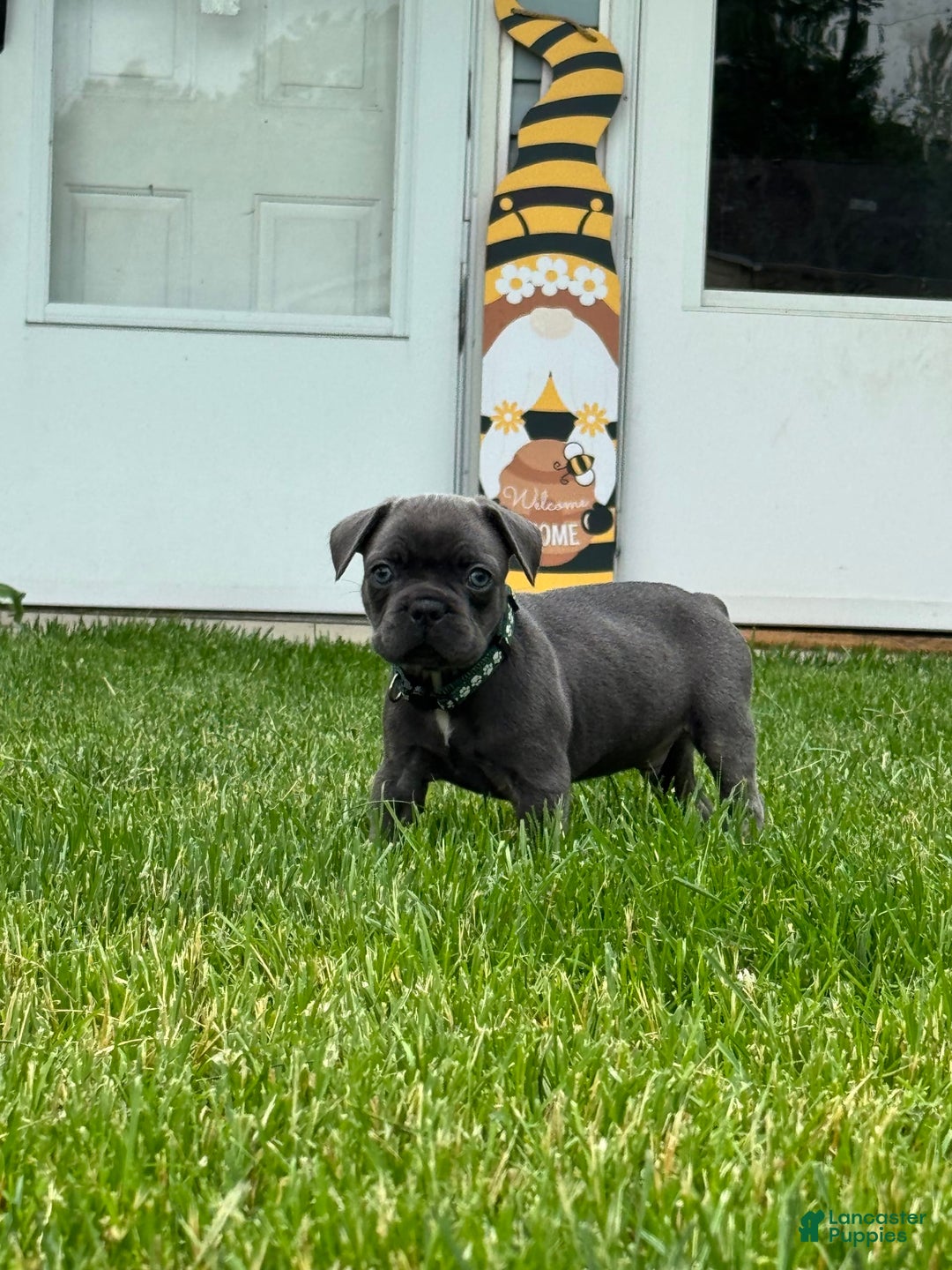 French Bulldog dogs for sale: Forest - Image 7
