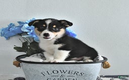 Welsh Corgi Pembroke dogs for sale: Welsh Corgi (Pembroke) 9 puppies - Image 24
