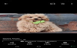 Cavapoo dogs for sale: Ella - Image 8