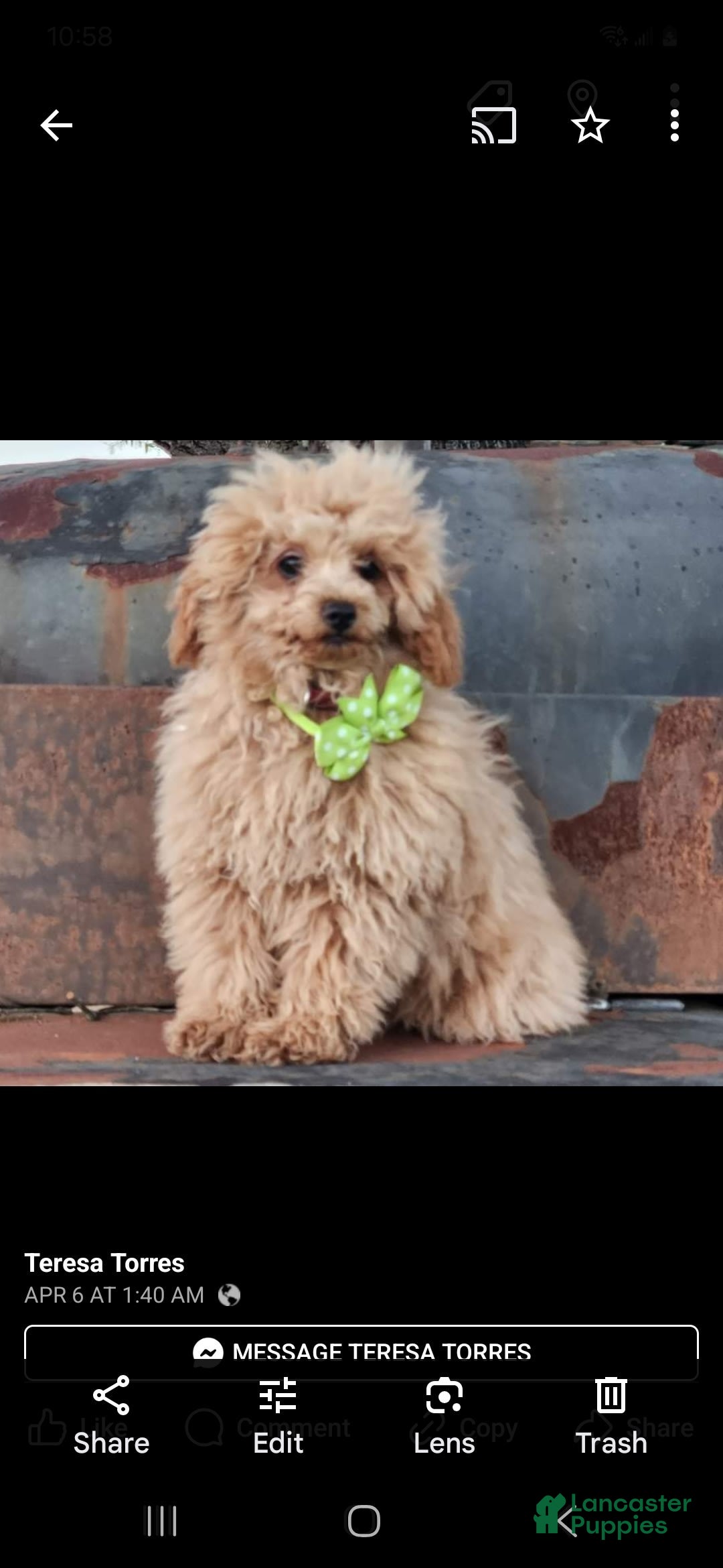 Cavapoo dogs for sale: Ella - Image 8