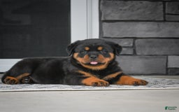 Rottweiler dogs for sale: Bella - Image 30