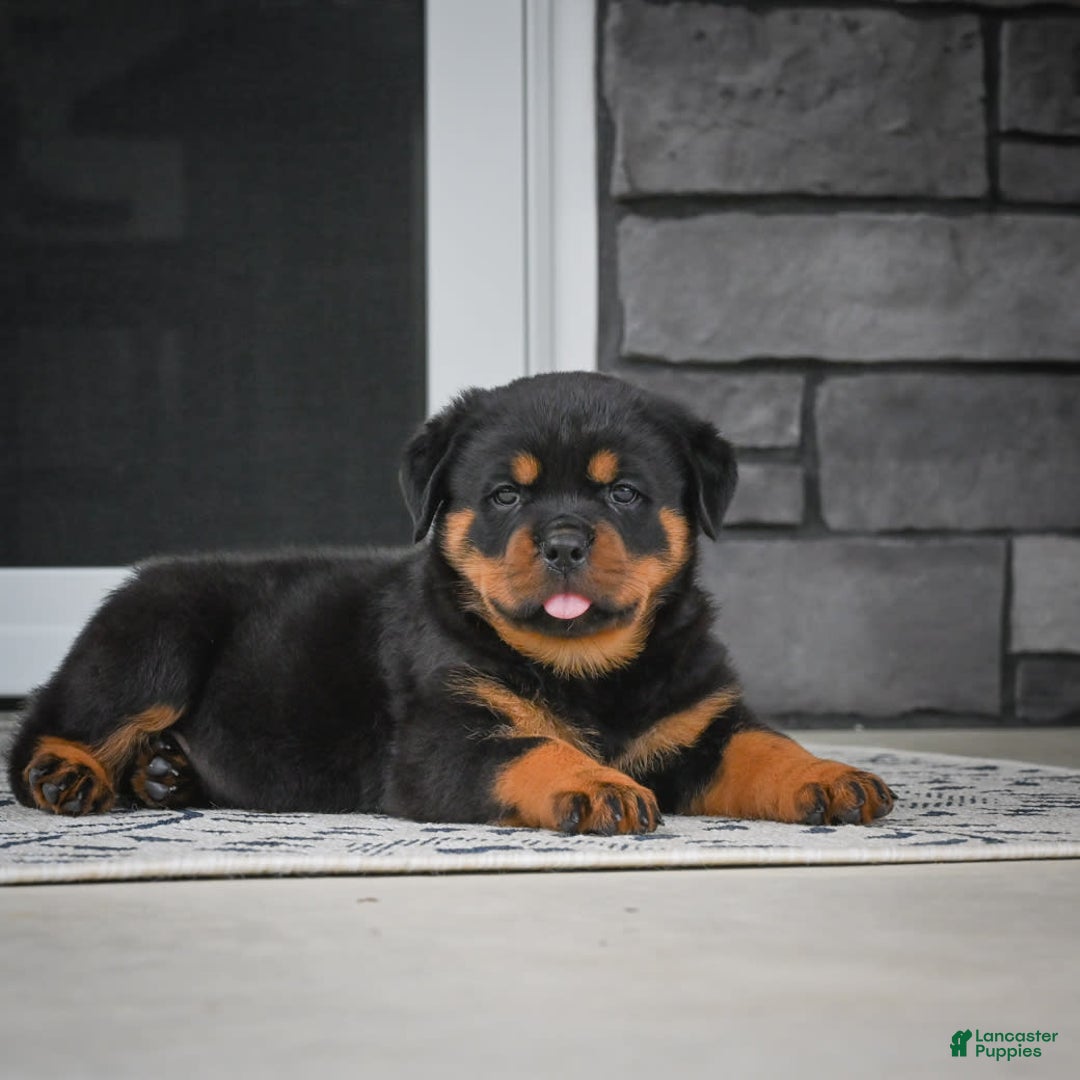 Rottweiler dogs for sale: Bella - Image 30