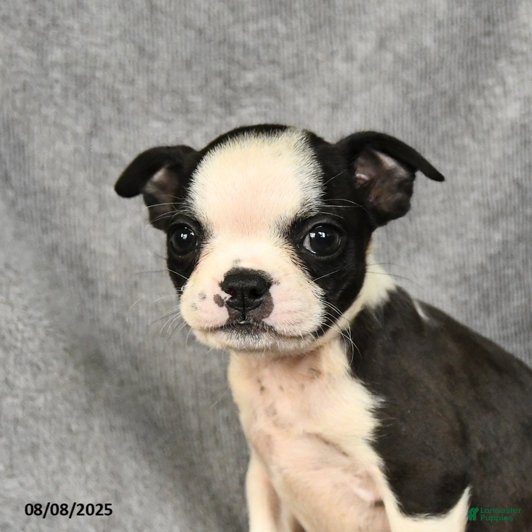 Boston Terrier dogs for sale: Lucy - Image 2