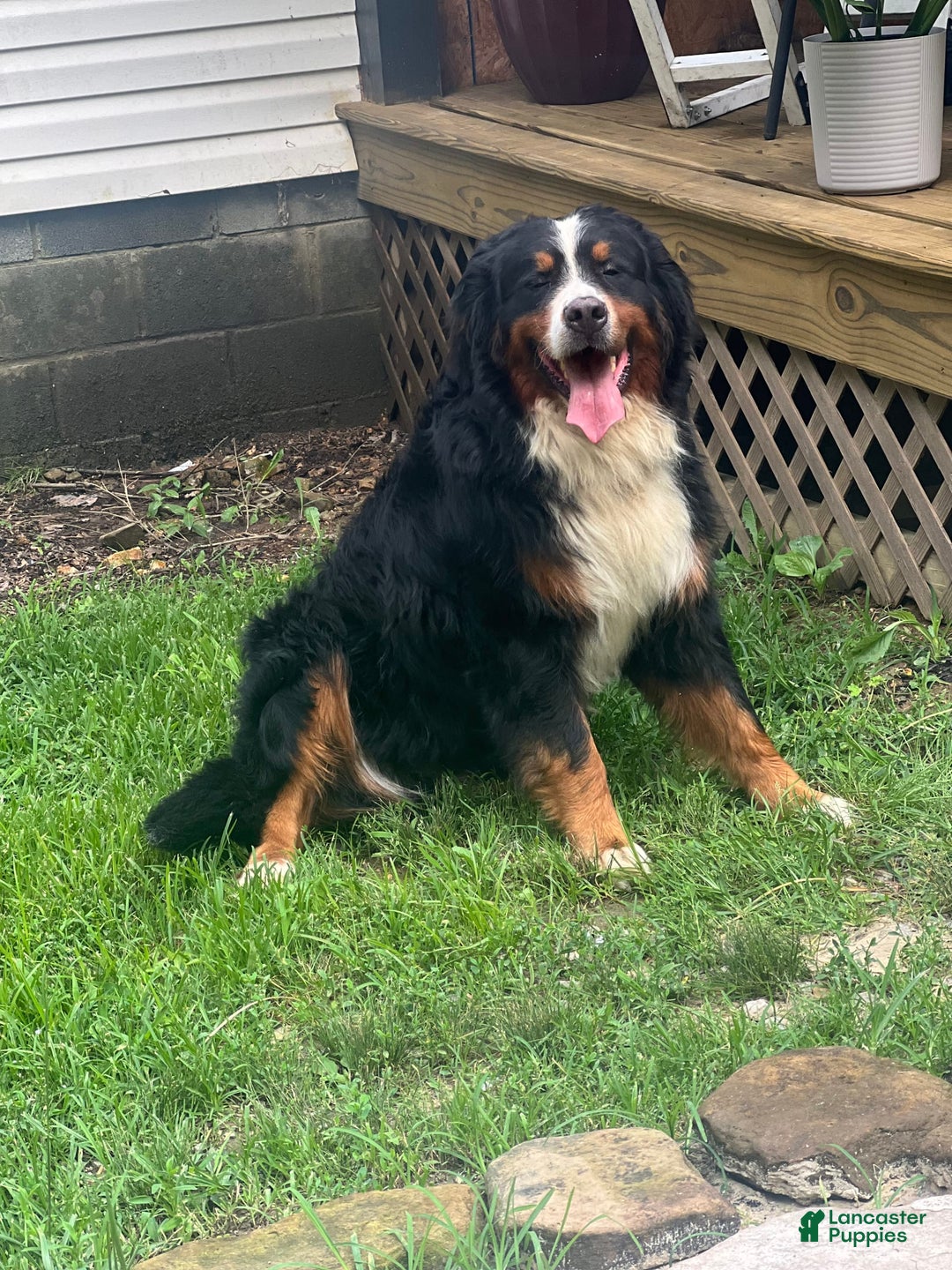 Bernese Mountain Dog dogs for sale: Elsa - Image 14