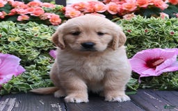 Golden Retriever dogs for sale: Willow - Image 1