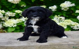 Portuguese Water Dog dogs for sale: Millie - Image 2