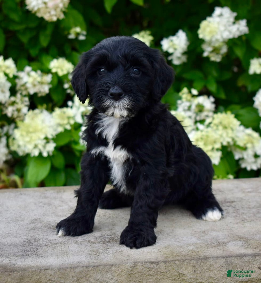 Portuguese Water Dog dogs for sale: Millie - Image 2
