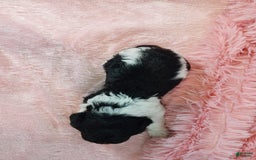 Toy Poodle dogs for sale: Dixie - Image 1