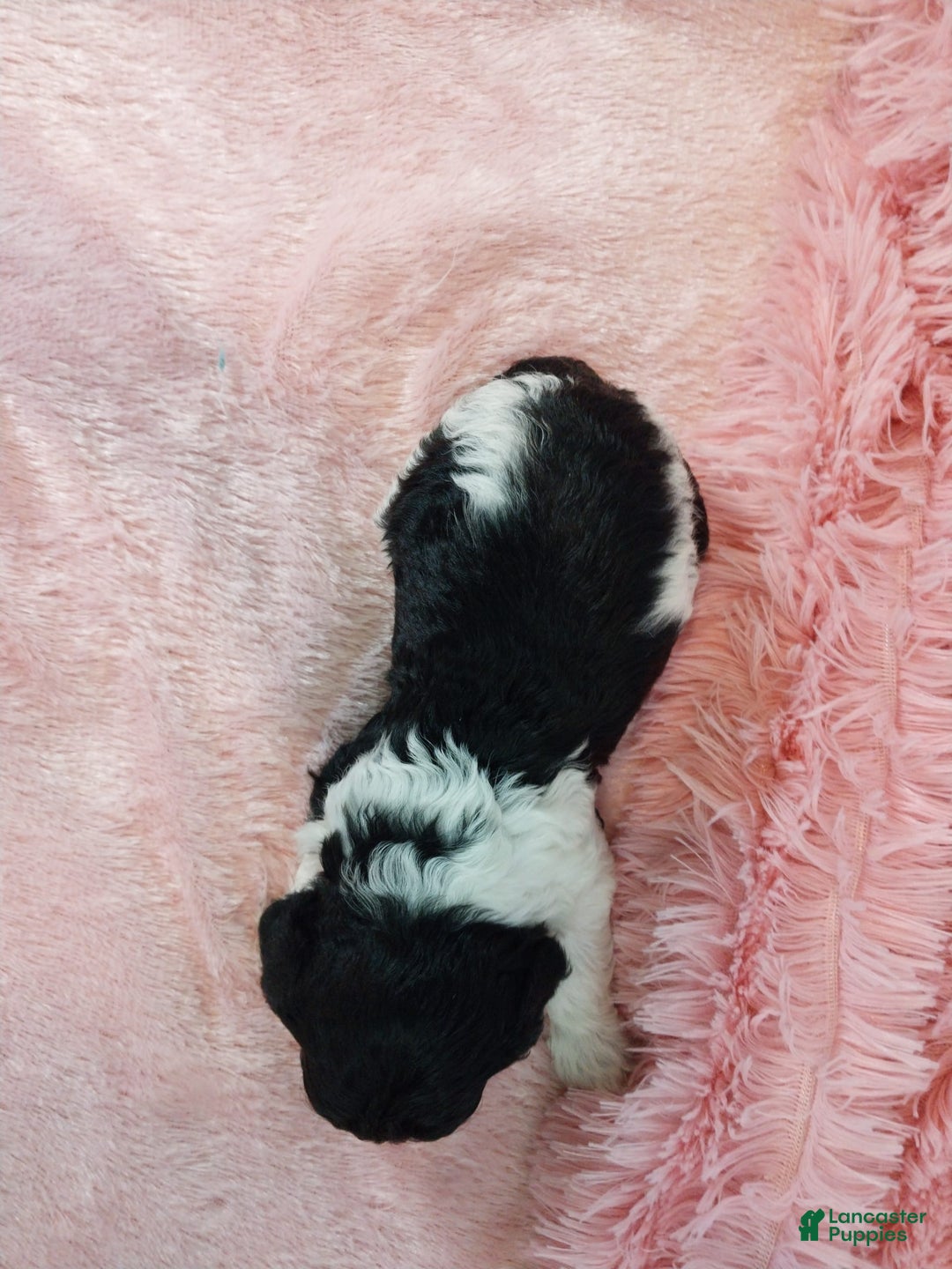 Toy Poodle dogs for sale: Dixie - Image 1