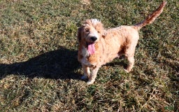 Goldendoodle dogs for sale: Dorus - Image 5