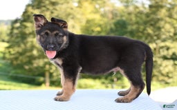 German Shepherd dogs for sale: Majestic - Image 2