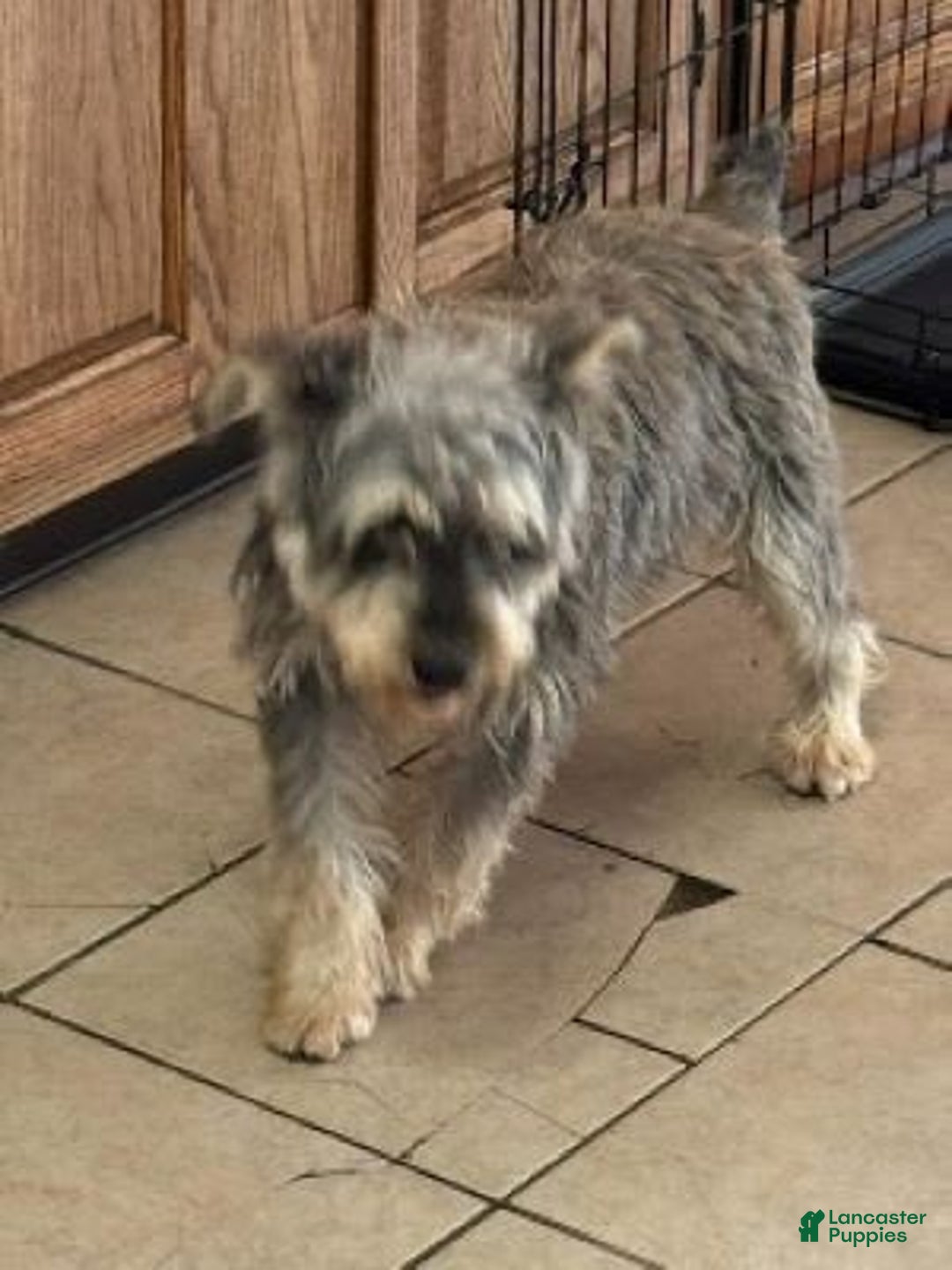 Miniature Schnauzer dogs for sale: Brenda - Image 11