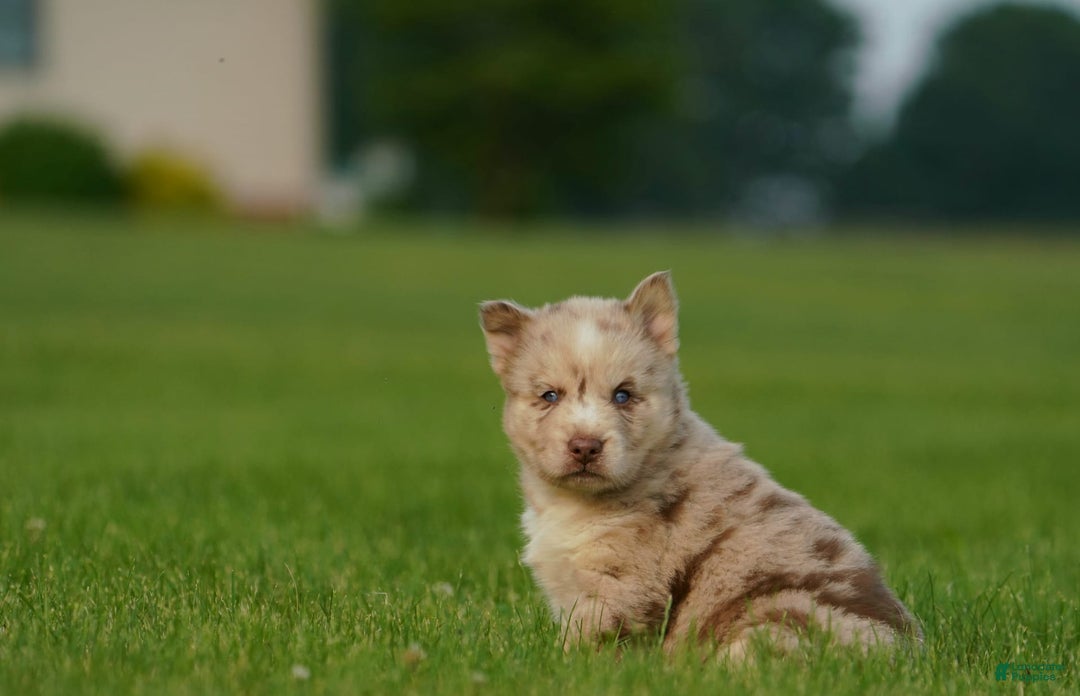 Gerberian Shepsky dogs for sale: Max - Image 20