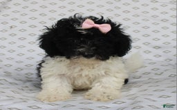 Shihpoo dogs for sale: Sally - Image 5