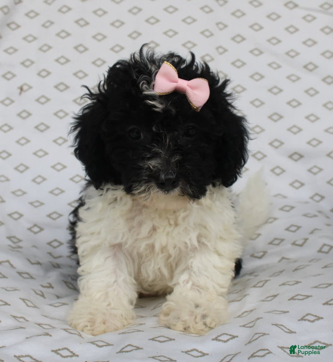 Shihpoo dogs for sale: Sally - Image 5