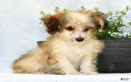 Havapoo dogs for sale: Owen - Image 2